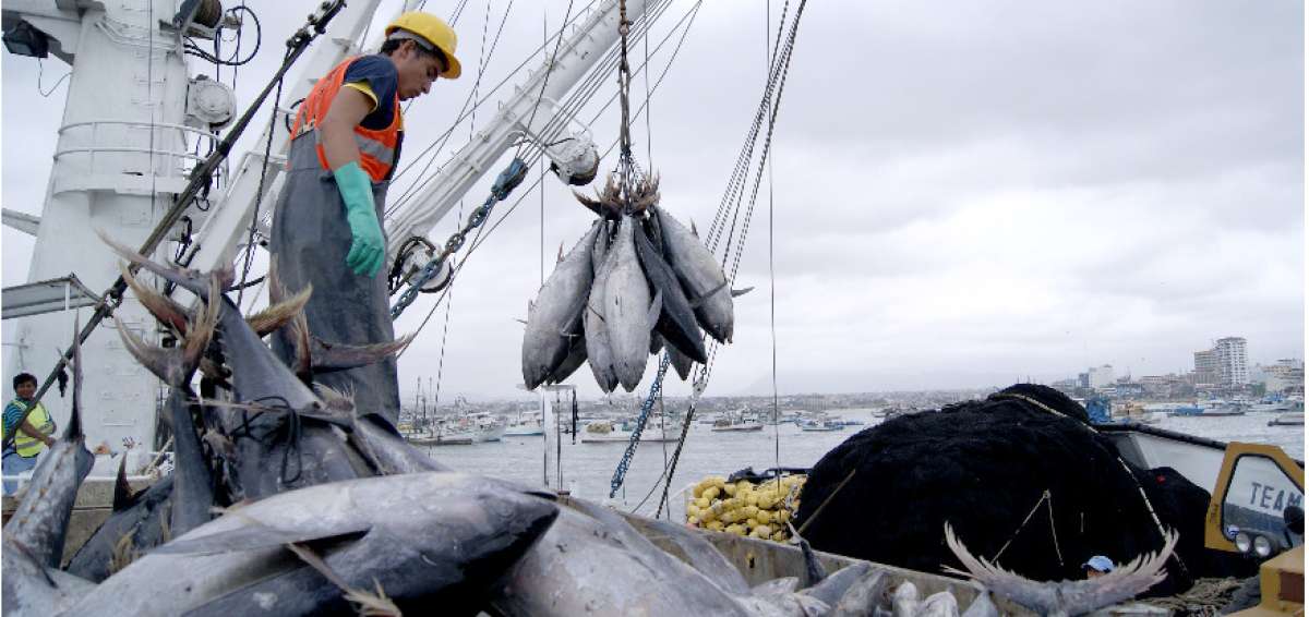 El sector atunero ecuatoriano indic&oacute; que el acceso libre de aranceles es una condici&oacute;n indispensable para mantenerse en el mercado europeo.