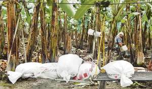 El productor bananero Rodrigo Pineda supervisa la fertilizaci&oacute;n en su bananera con insumos de la Unidad Nacional de Almacenamiento. Foto: Cortes&iacute;a