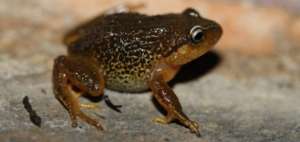 Con este descubrimiento hay 10 especies de ranas que viven y se reproducen en ambientes de alta monta&ntilde;a de la cordillera Oriental colombiana.