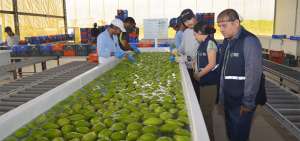 Para emitir el certificado fitosanitario, los t&eacute;cnicos de Agrocalidad realizan inspecciones y monitoreos de los controles de plagas en la fruta.