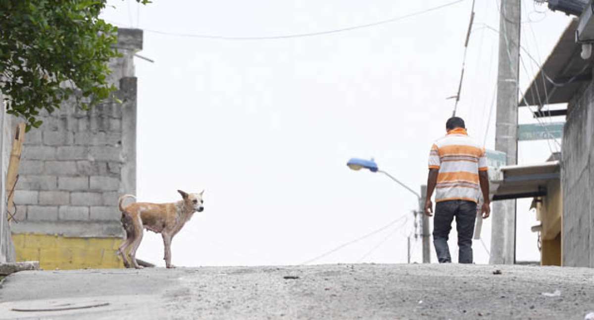 En el pa&iacute;s no hay datos de la cantidad de mascotas abandonadas, pero se estima que hay una sobrepoblaci&oacute;n. Karly Torres / El Tel&eacute;grafo