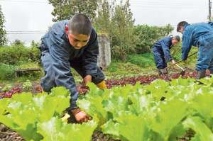 Las lechugas org&aacute;nicas son sembradas por los estudiantes, quienes las comercializan en la plaza de Machachi. Foto: Fernando Sandoval |  El Tel&eacute;grafo