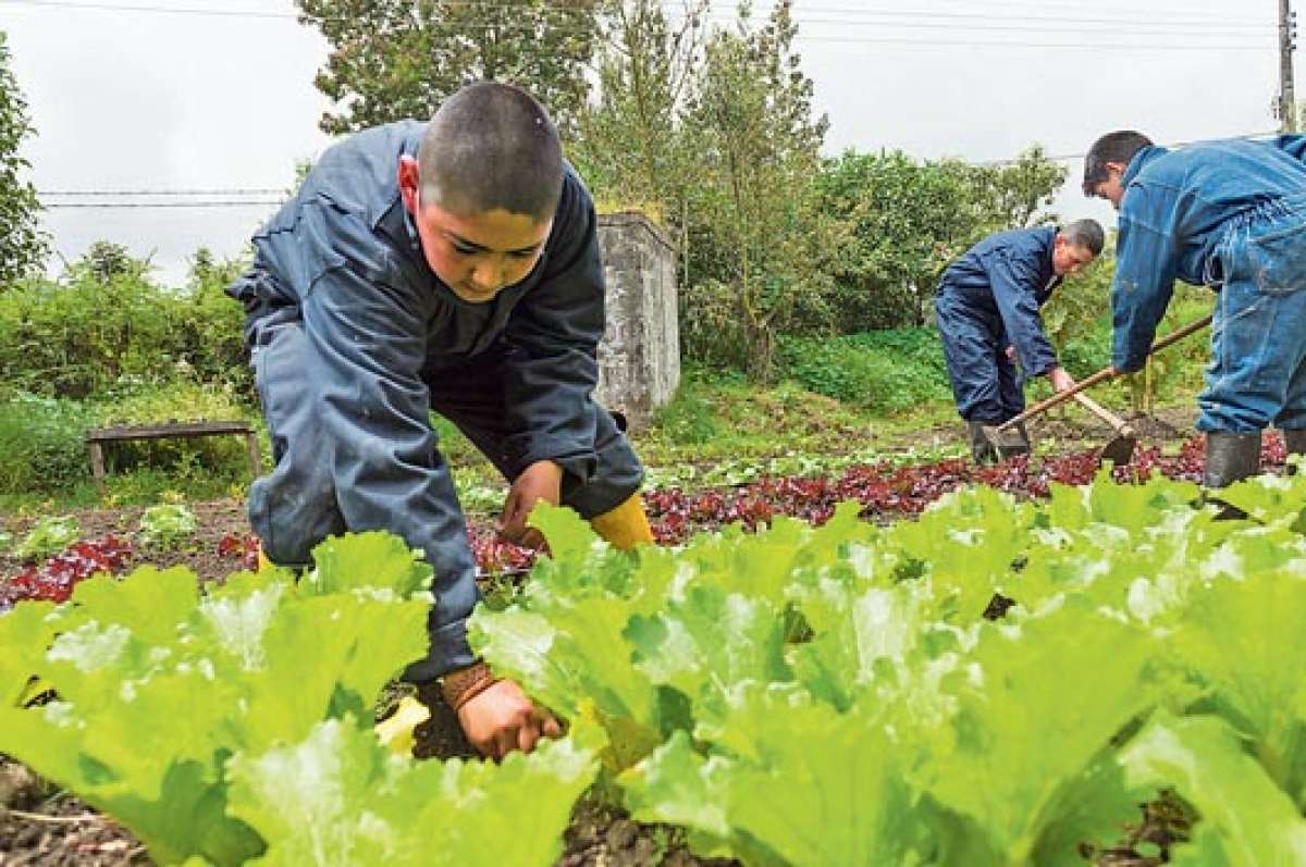 Las lechugas org&aacute;nicas son sembradas por los estudiantes, quienes las comercializan en la plaza de Machachi. Foto: Fernando Sandoval |  El Tel&eacute;grafo