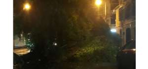 En el sector de Sauces 4, norte de Guayaquil, se registr&oacute; la ca&iacute;da de un &aacute;rbol.
