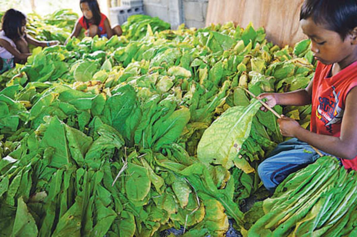 El 90% de plantaciones de tabaco se encuentra en Carolina del Norte, Virginia y Kentucky. Foto: www.diariopalmbeach.com
