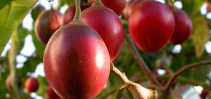 Estados Unidos permitir&aacute; la importaci&oacute;n de tomate de &aacute;rbol ecuatoriano