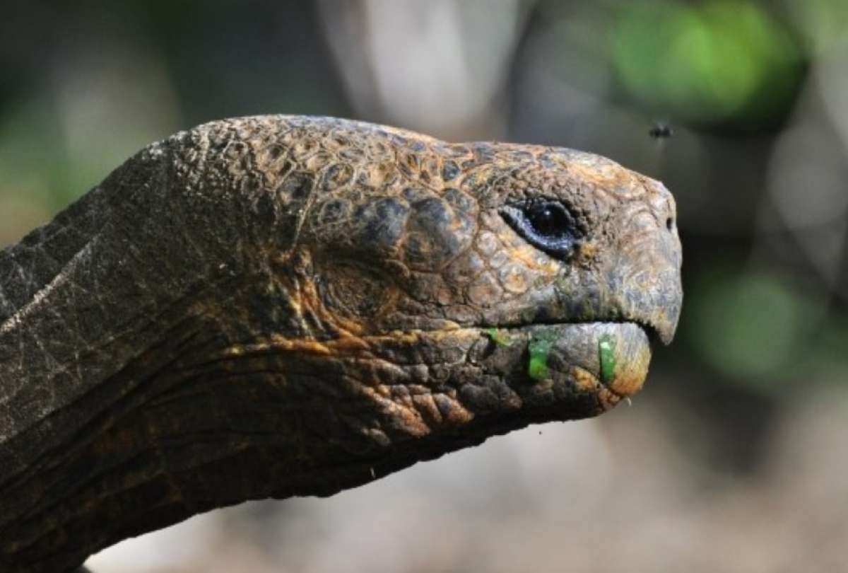 Dictan prisión para un sujeto por sustraer crías de tortugas gigantes en Galápagos