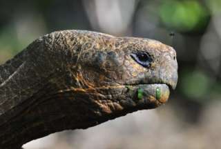 Dictan prisión para un sujeto por sustraer crías de tortugas gigantes en Galápagos