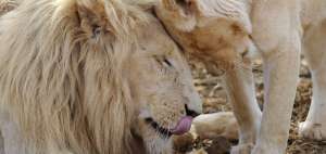 La decisi&oacute;n no prohibe la caza de leones africanos, pero significa una barrera significativa para quienes postulen por un "permiso de caza" de estos animales.