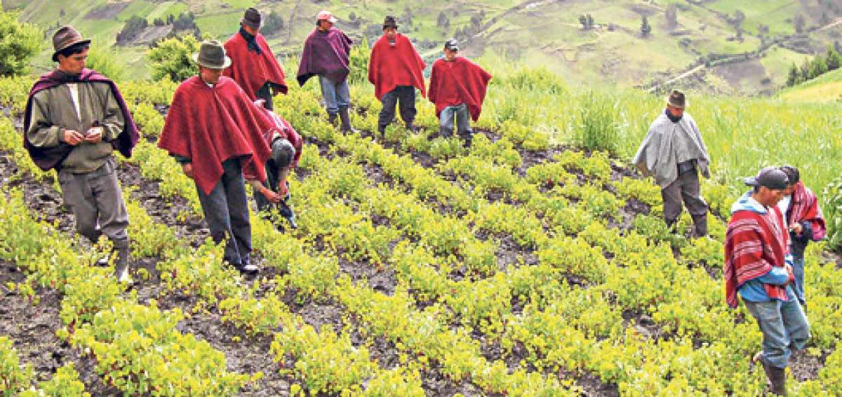 La agroecolog&iacute;a es parte del Programa de Desarrollo y Diversidad Cultural para la Reducci&oacute;n de la Pobreza e Inclusi&oacute;n Social, y uno de los Objetivos del Milenio. Foto: Ministerio de Cultura y Patrimonio