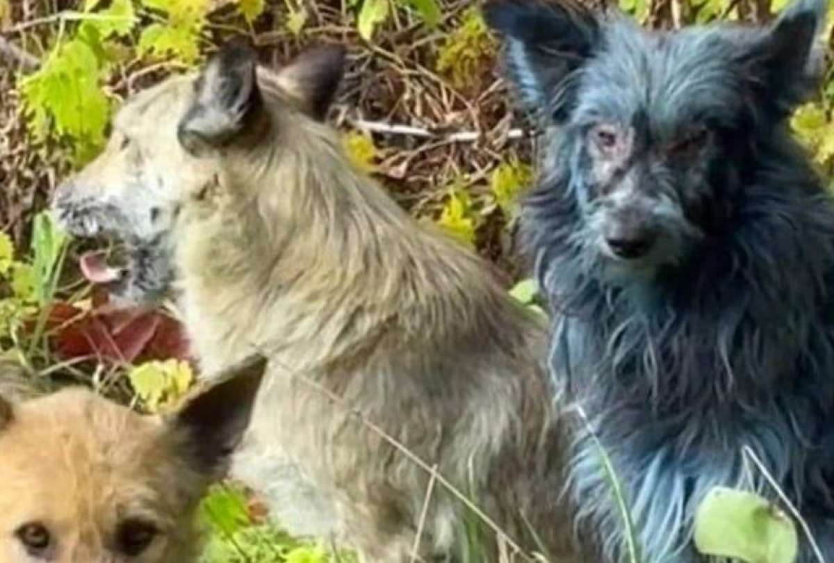 Chernobyl: aparecen perros con pelaje azul en la zona de exclusión
