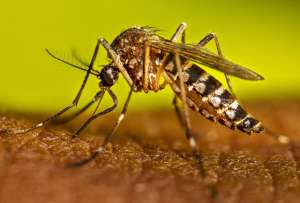 Un laboratorio en Quito busca frenar la propagaci&oacute;n del dengue y todas las enfermedades causadas por mosquitos.