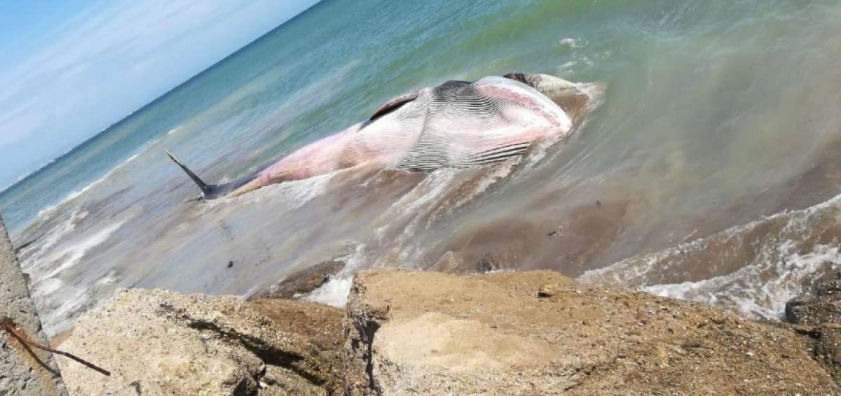 Personal t&eacute;cnico trat&oacute; de salvar a la ballena, pero no accedieron al lugar.