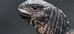 Video de iguana ecuatoriana que escapa de serpientes, &eacute;xito en YouTube