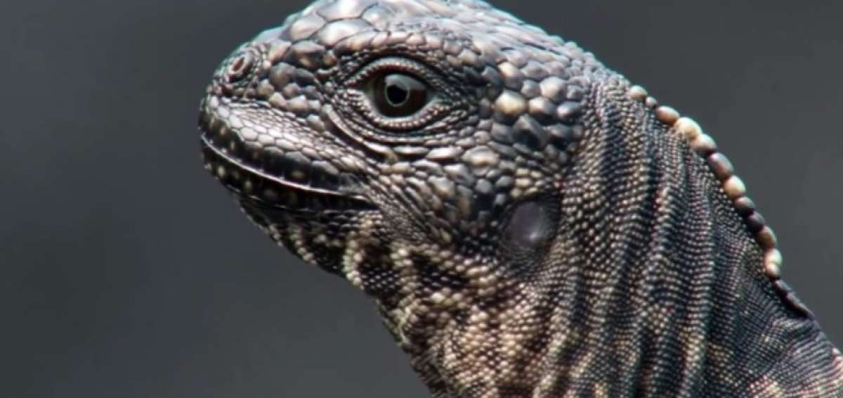 Video de iguana ecuatoriana que escapa de serpientes, &eacute;xito en YouTube