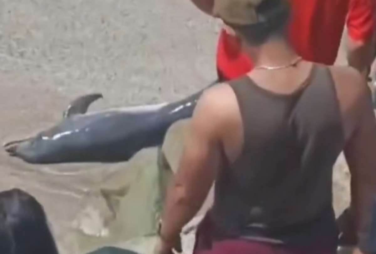 El delf&iacute;n fue arrastrado fuera de la orilla