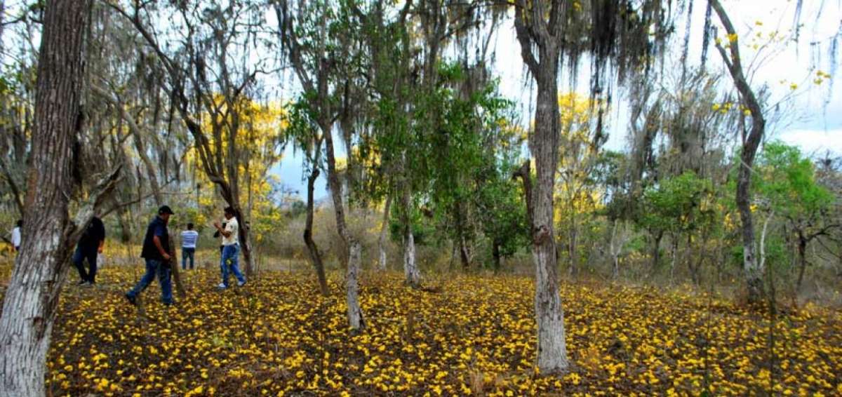 Hasta el fin de semana se espera que los guayacanes est&eacute;n florecidos para el delite de los turistas.