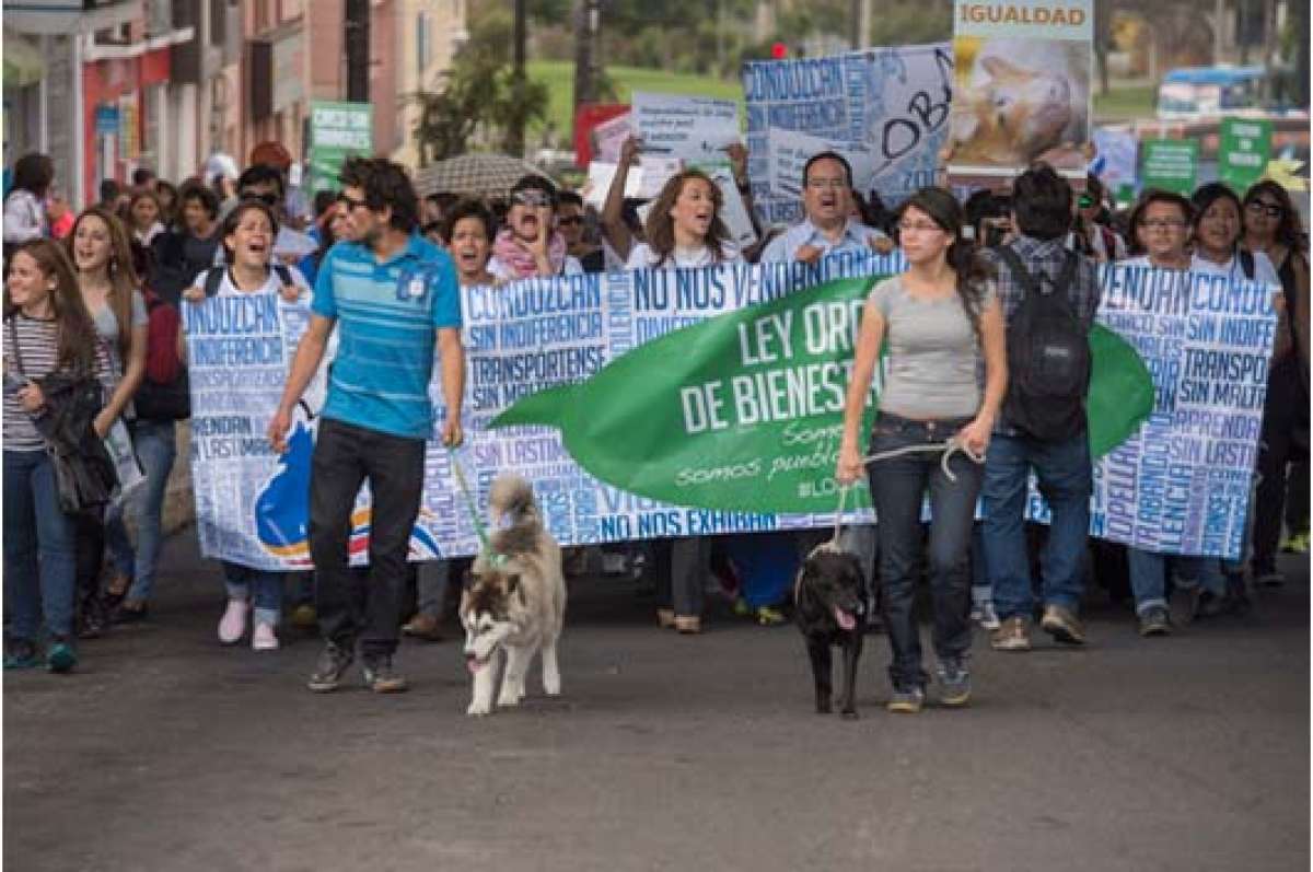 Decenas de personas marcharon a la Asamblea para entregar el proyecto de Ley LOBA que prioriza el bienestar animal y proh&iacute;be el maltrato. Foto: Archivo / El Tel&eacute;grafo