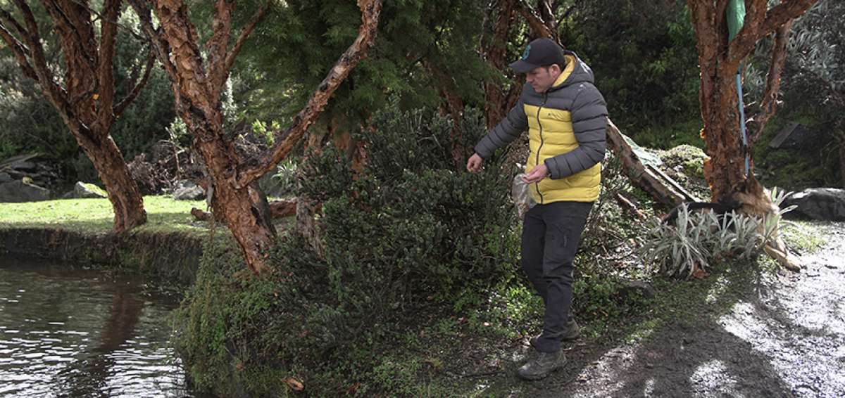 La flor de la chuquiragua crece sobre los 3.000 metros sobre el nivel del mar. Su poder curativo ha sido considerado por los habitantes de las comunidades como muy importante, sobre todo cuando se trata de curar el h&iacute;gado o el ri&ntilde;&oacute;n.