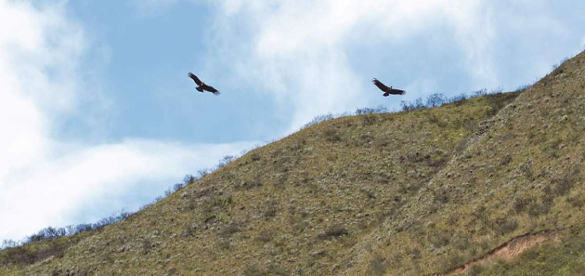 Los c&oacute;ndores surcan frecuentemente los cielos de los cantones de O&ntilde;a y Nab&oacute;n. Los habitantes de estos lugares son sus protectores. Foto: Fernando Machado / El Telegrafo