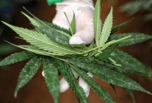 Seg&uacute;n la &uacute;ltima publicaci&oacute;n de  Lancet Psychiatry, no hay pruebas de la eficacia de los cannabinoides en afecciones de salud mental