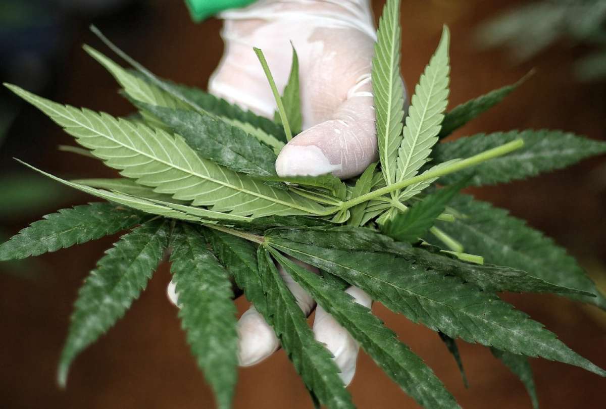 Seg&uacute;n la &uacute;ltima publicaci&oacute;n de  Lancet Psychiatry, no hay pruebas de la eficacia de los cannabinoides en afecciones de salud mental