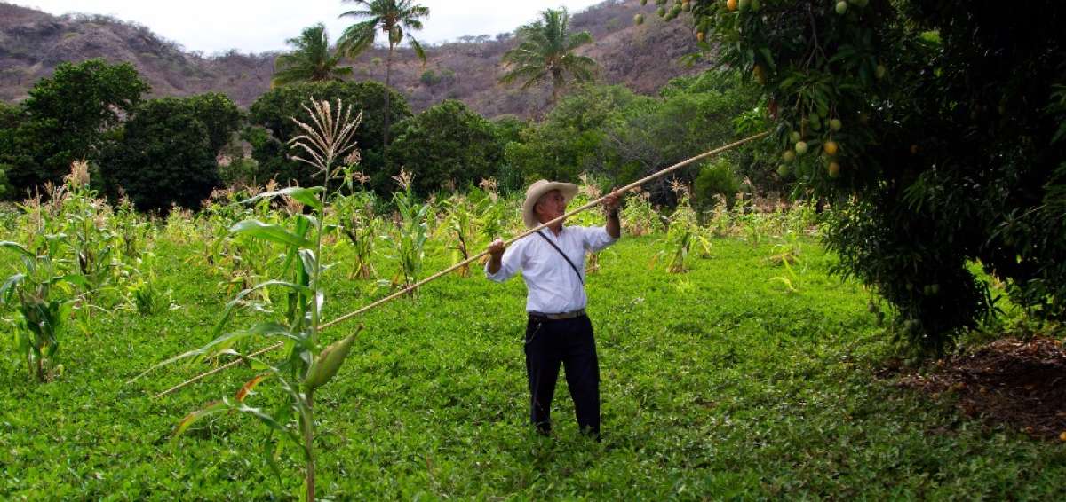 El trabajo se articula con las organizaciones de 7 cantones de Loja. Solo en Zapotillo hay 689 familias beneficiadas de la producci&oacute;n agropecuaria.     
