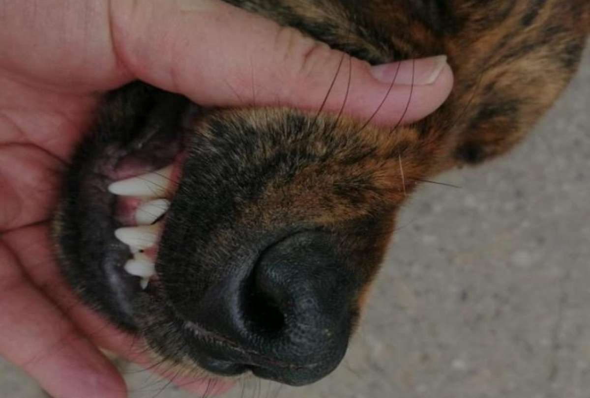 Un perro mordi&oacute; a un ni&ntilde;o en un predio en el Centro Hist&oacute;rico de Quito.