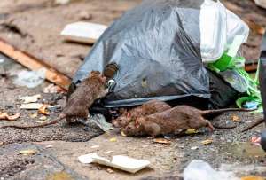 En Guayaquil, Hasta 30 roedores por habitante y m&aacute;s de 500 madrigueras detectadas en La Bah&iacute;a.