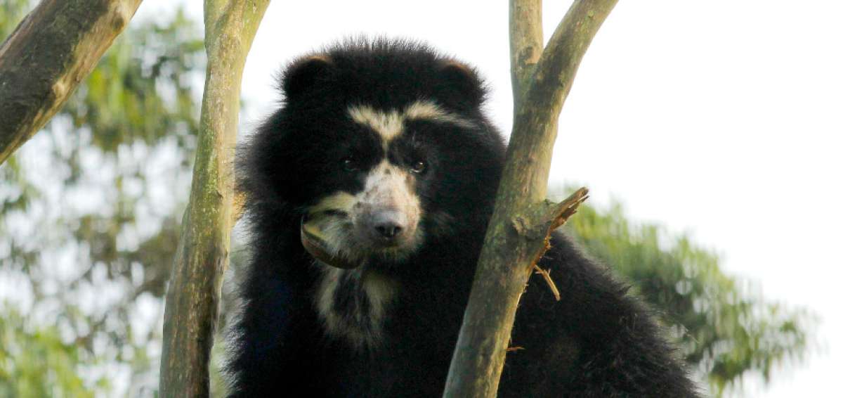 Cuando lleg&oacute; al zool&oacute;gico San Mart&iacute;n, tras ser rescatada, solo ten&iacute;a 6 meses de nacida.