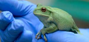Ecuador apunta al biocomercio '&eacute;tico' contra el tr&aacute;fico ilegal de ranas