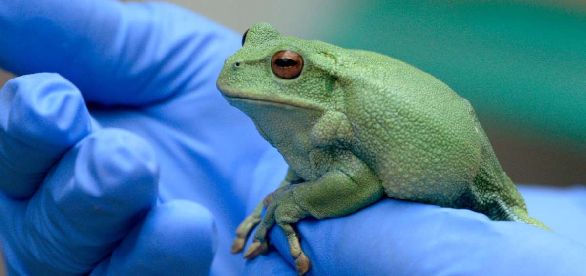 Ecuador apunta al biocomercio '&eacute;tico' contra el tr&aacute;fico ilegal de ranas