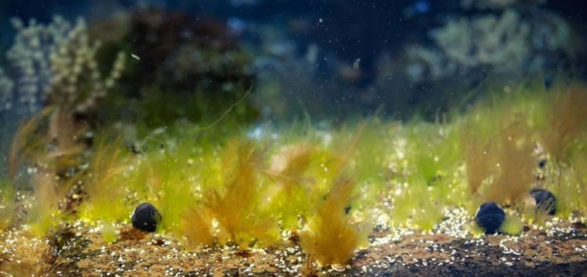 La evidencia m&aacute;s temprana de animales viene de algas comunes