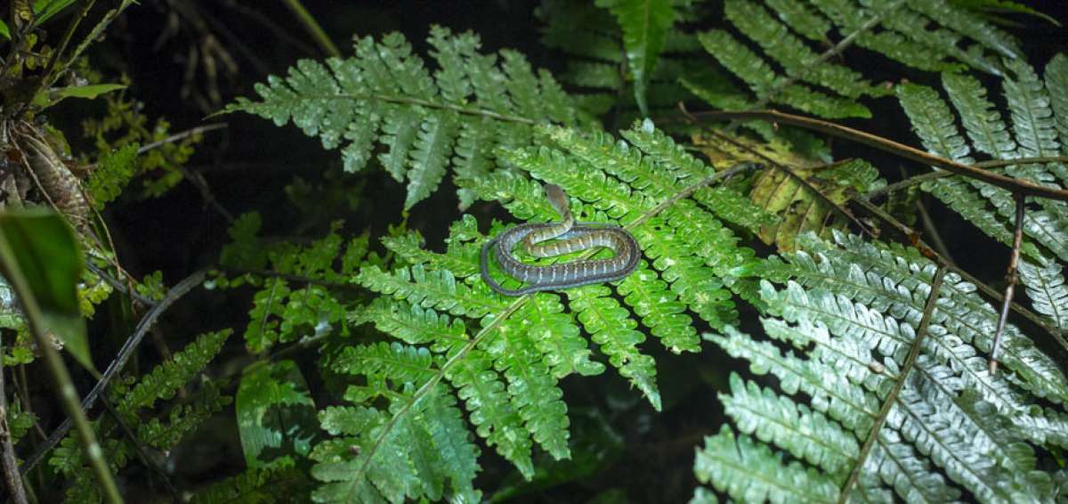 La biodiversidad biol&oacute;gica de manera general encierra 3 aspectos b&aacute;sicos: diversidad de ecosistemas, de especies y de variedad gen&eacute;tica.   
