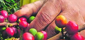 Caficultores de Carchi comercializan en mercados internacionales su producto a $ 180 y  $ 280 el quintal, dependiendo de la calidad.