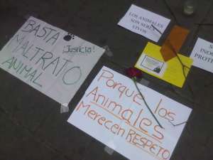 Activistas creen que el caso de la matanza de 6 animales no fue juzgado bajo el COIP