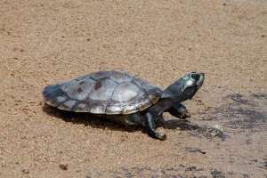 En Bolivia liberan 100 mil tortugas