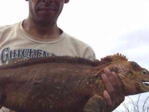 El detenido, que ser&iacute;a ciudadano mexicano, pretend&iacute;a sacar por Puerto Ayora un total de 11 iguanas entre marinas y terrestres. Foto: Twitter de @Ambiente_Ec