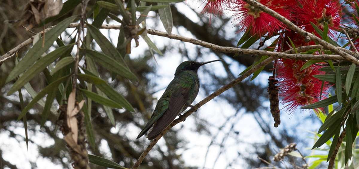 Ecuador cuenta con 124 especies de colibr&iacute;es en su territorio. De este n&uacute;mero, 54 habitan en diferentes &aacute;reas del Distrito Metropolitano.