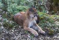 Las fotografías muestran a este puma descansando en diferentes posiciones.