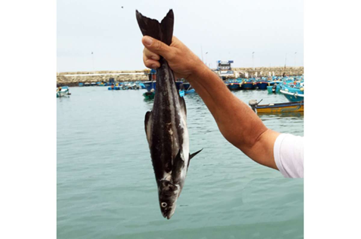 Hasta cuatro peces cobia llevan a diario los pescadores al puerto de Jaramij&oacute;