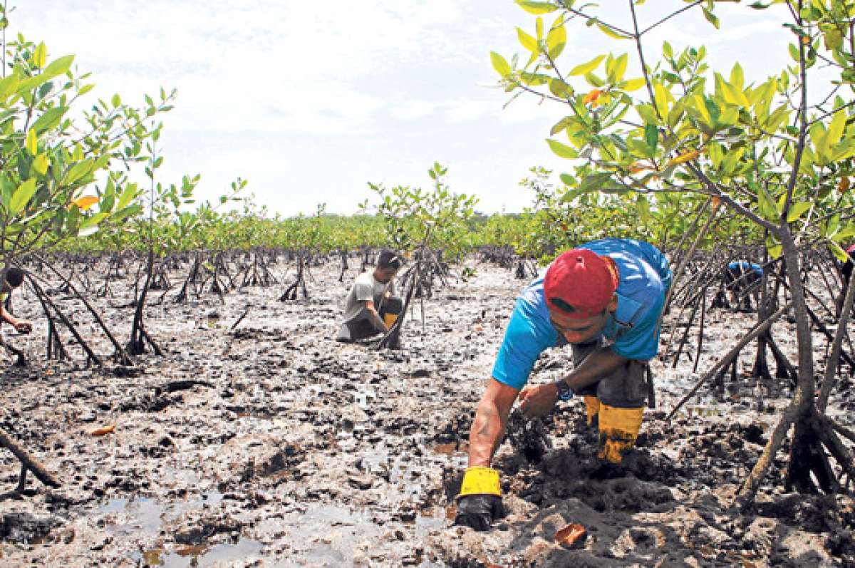 Los concheros saben c&oacute;mo capturar el producto que luego ser&aacute; vendido a los comerciantes que llegan desde Puerto Bol&iacute;var y Santa Rosa para llevar a distintas localidades del Ecuador. Fotos: Jos&eacute; Luis Llivisaca / El Tel&eacute;grafo
