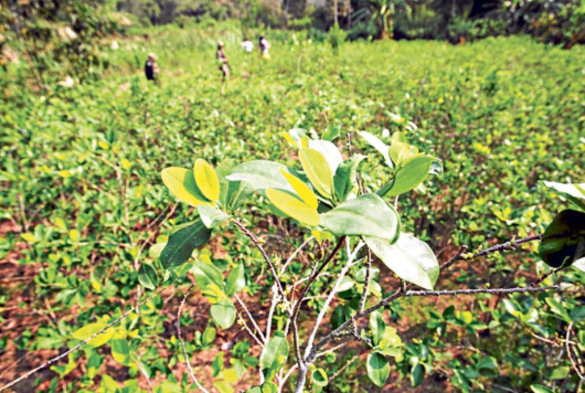 Seg&uacute;n varios escritos, los ind&iacute;genas de los Andes consum&iacute;an esta planta cuando caminaban grandes extensiones y en lugares fr&iacute;os. Foto: &Aacute;lvaro P&eacute;rez / El Tel&eacute;grafo