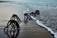 Unas extrañas criaturas fueron fotografiadas en una playa de Sudáfrica. 