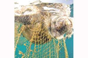 Desechos impactan a 700 especies  
