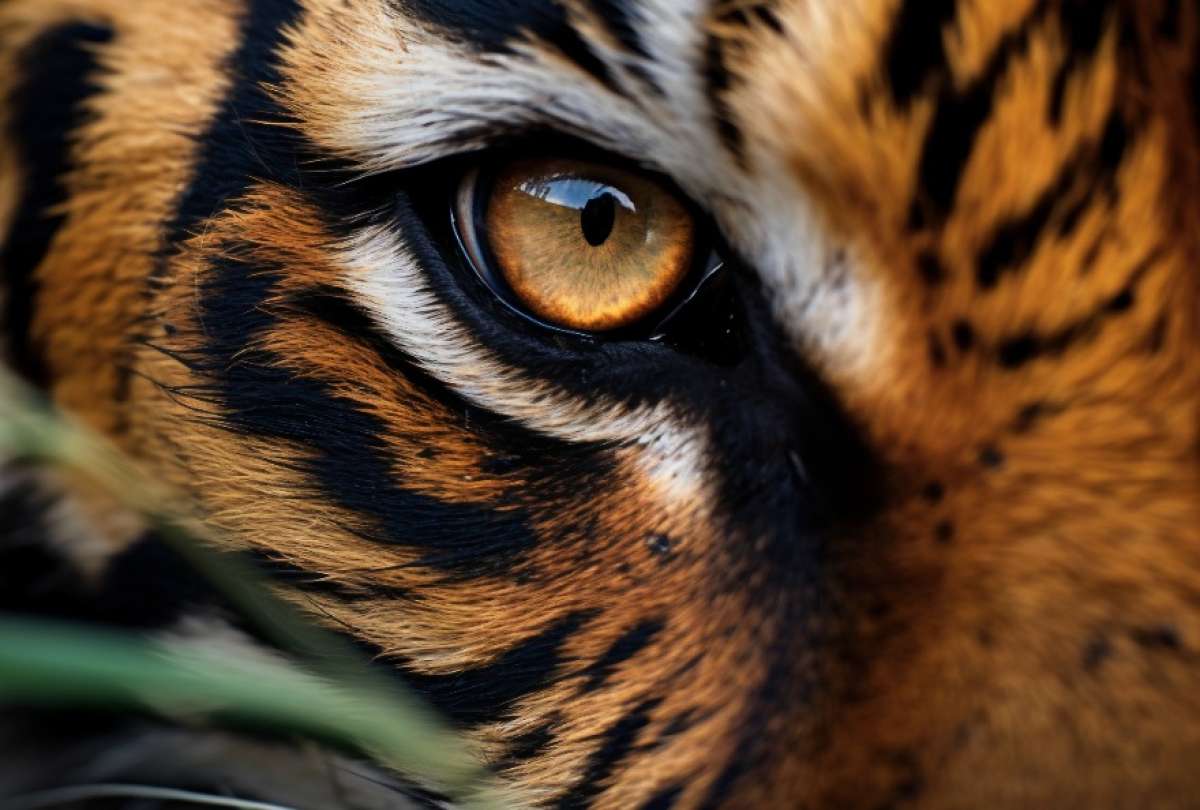 Un león y un tigre son grandes amigos y el video se hace viral.