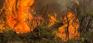 974 hect&aacute;reas se quemaron en Azuay