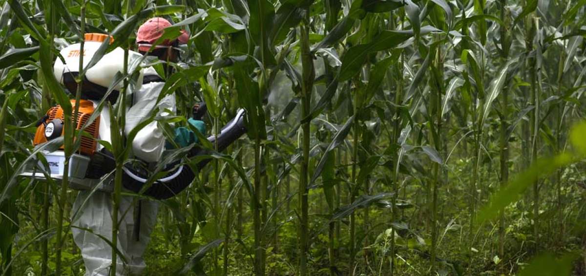 Los agricultores, para evitar repercusiones directas en la salud, deben fumigar con protecci&oacute;n y no debe hacerlo cuando el producto se va a cosechar. 