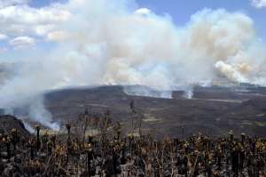 Los frailejones o &acute;esponjas de agua&acute; han sido afectados por las llamas. Foto: Carlos Jim&eacute;nez / El Tel&eacute;grafo