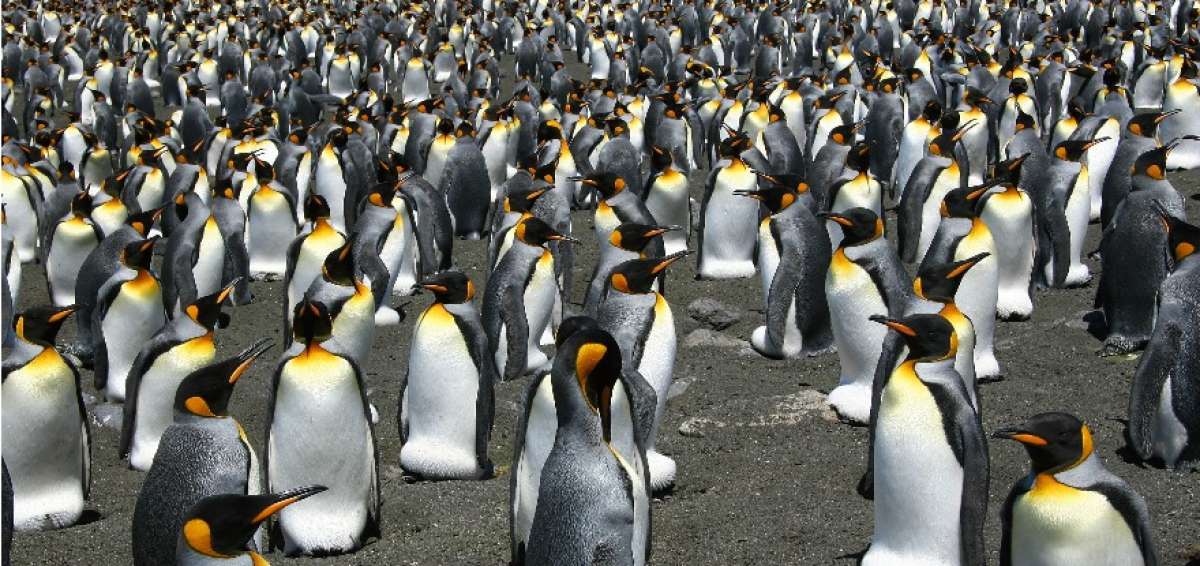 Conocida desde los a&ntilde;os 1960, esta colonia se encuentra en la reserva natural de Tierras Australes Francesas (TAAF). En los a&ntilde;os 1980 estaba considerada como la mayor reserva de ping&uuml;ino rey de mundo.
